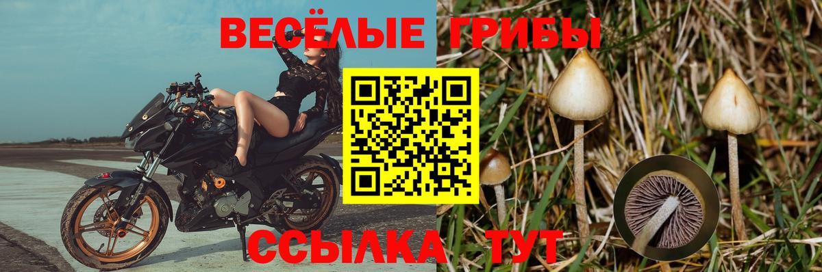 Галлюциногенные грибы Cubensis Кудрово