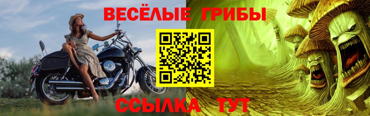 Галлюциногенные грибы GOLDEN TEACHER  Псилоцибиновые грибы Psilocybine cubensis  Кудрово  Вход с VPN 